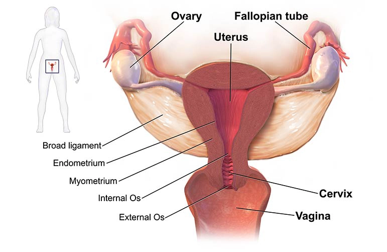 Any diseases related to reproductive organ deduction and treatment